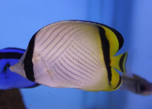  Chaetodon vagabundus (Vagabond Butterflyfish)